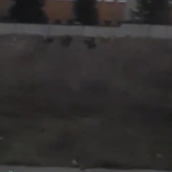 Eskişehir Büyükşehir Belediyesi Saldırı Ve Köpekler