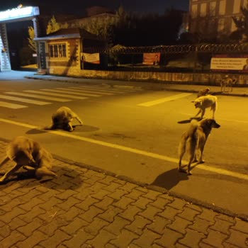 Taşoluk TOKİ'de Çok Fazla Köpek Var
