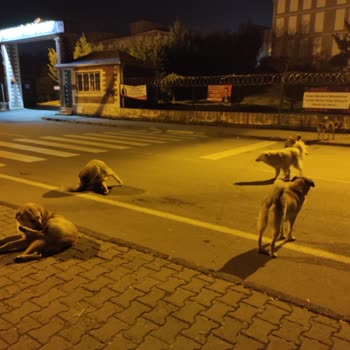 Taşoluk TOKİ'de Çok Fazla Köpek Var