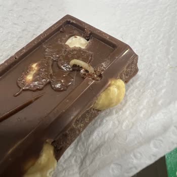 Migros'tan Aldığım Nestle Marka Çikolatadan Kurt Çıktı!