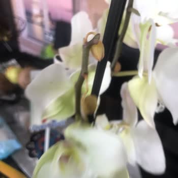 Çiçek Sepeti Çiçek Sepeti Çürümüş Orkide!