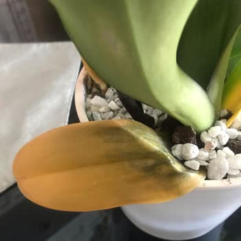 Çiçek Sepeti Çiçek Sepeti Çürümüş Orkide!