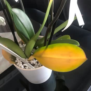 Çiçek Sepeti Çiçek Sepeti Çürümüş Orkide!