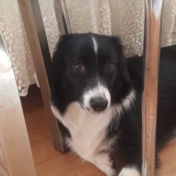 Pati Buldular Kayıp Köpeğim İçin