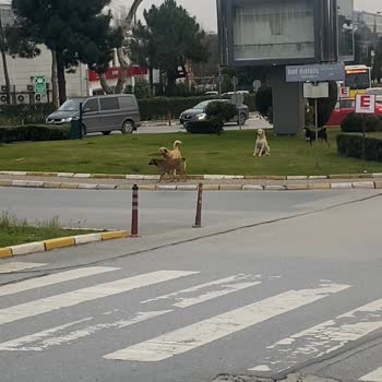 İBB - İstanbul Büyükşehir Belediyesi Ümraniye İmes San. Sit Başıboş Köpekler