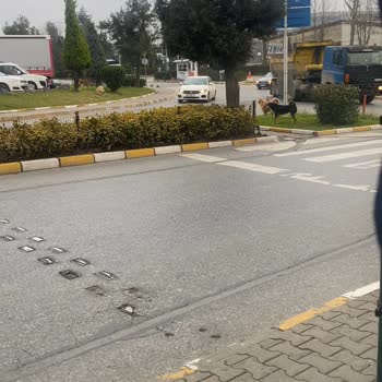 İBB - İstanbul Büyükşehir Belediyesi Ümraniye İmes San. Sit Başıboş Köpekler