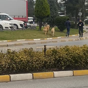 İBB - İstanbul Büyükşehir Belediyesi Ümraniye İmes San. Sit Başıboş Köpekler