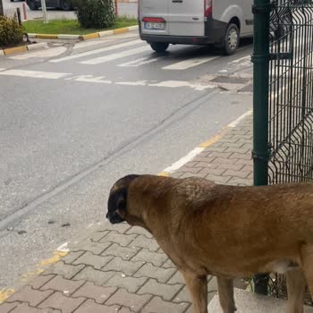 İBB - İstanbul Büyükşehir Belediyesi Ümraniye İmes San. Sit Başıboş Köpekler
