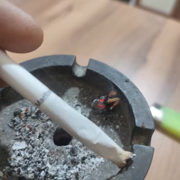 Philip Morris Sigaradan Odun Çıktı