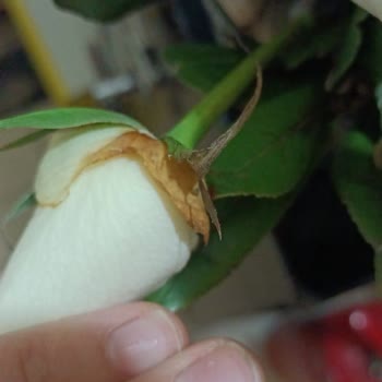 Çiçek Sepeti Bozulmuş Ürün Gönderimi