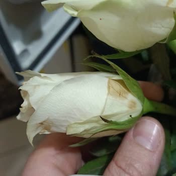 Çiçek Sepeti Bozulmuş Ürün Gönderimi