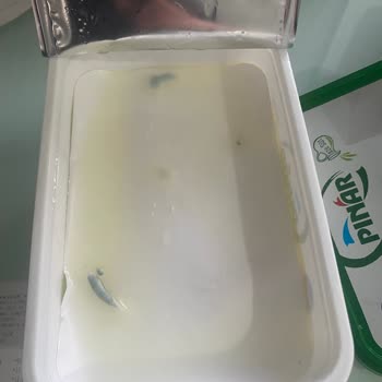 Pınar Et ve Süt Süzme Peynirde Küflenme Sorunu
