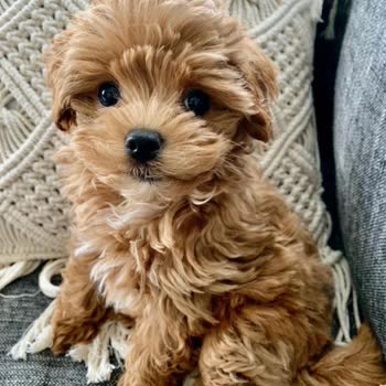 Petcim.com Köpek Para İle Satılıyor