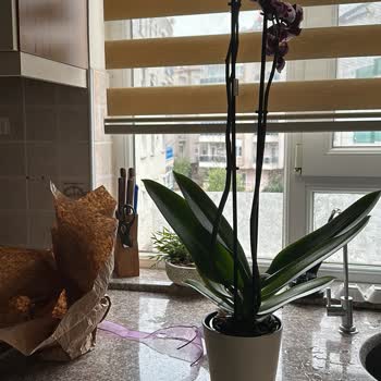 Kırmızıgül Çiçekçilik Yanlış Ürün, Solmuş Orkideler