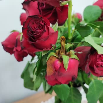 Sherose Sevgililer Günü İçin Alınan Güllerin Çabuk Çürümesi Üzerine Bir Değerlendirme