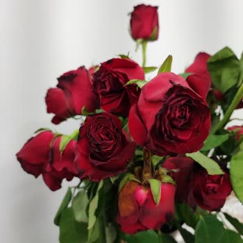 Sherose Sevgililer Günü İçin Alınan Güllerin Çabuk Çürümesi Üzerine Bir Değerlendirme