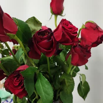 Sherose Sevgililer Günü İçin Alınan Güllerin Çabuk Çürümesi Üzerine Bir Değerlendirme