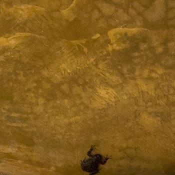 Siamtur Siam Tur Tam Bir Hayal Kırıklığı Yaşattı