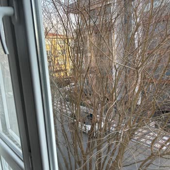 İBB Ağaç Budama Birimi