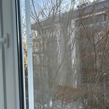 İBB Ağaç Budama Birimi