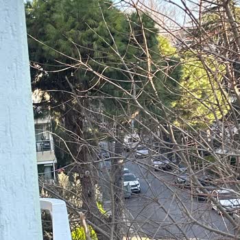 Bakırköy Belediyesi Ağaç Budama Gelmiyor Telefonları Açmıyor