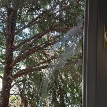 Evde Temizlik Var Firması Güvenlik Sorunu Ve Hizmet Alamayışım