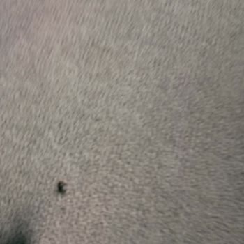 Palmera Suit Bungalov Kalacağımız Ev Çok Pis!