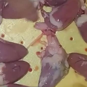 Lezita'dan Ciğer Aldım Taşlık Çıktı