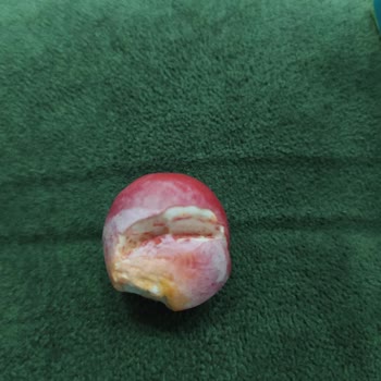 Bebeto Markasının Sakızlarının İçinden Isırılmış Sakız Çıktı.