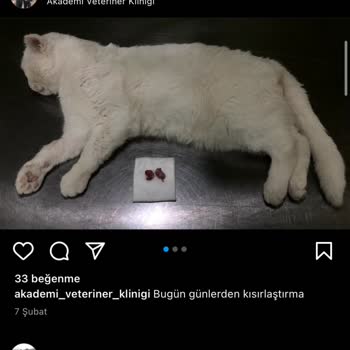 Akademi Veteriner Kliniği (Aydın) Kedim Bu Klinikten Virüs Kaptı