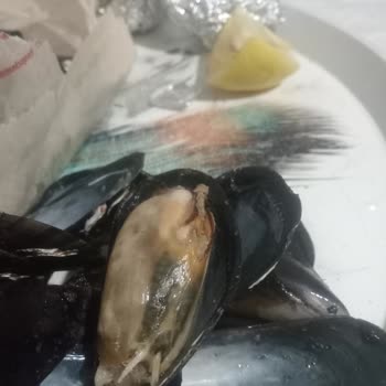 Midyeci Mesut Sümüklü Böcek Cıktı