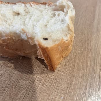 Migros Ekmeğin İçinden Böcek Çıktı!