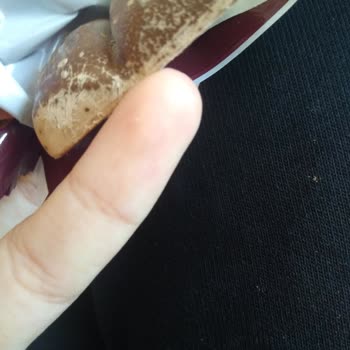 Ülker Üzerinde Beyaz Lekeler Olan Caramio