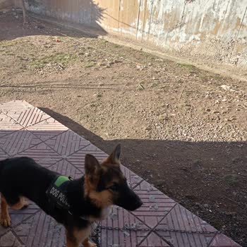 Polatlı Belediyesi Köpek Alınması Barınakta Polatlı