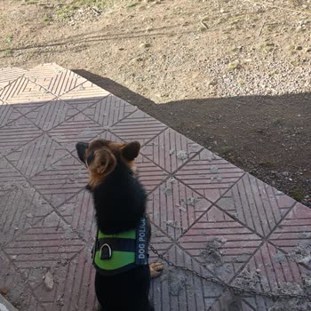 Polatlı Belediyesi Köpek Alınması Barınakta Polatlı