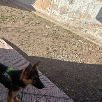 Polatlı Belediyesi Köpek Alınması Barınakta Polatlı