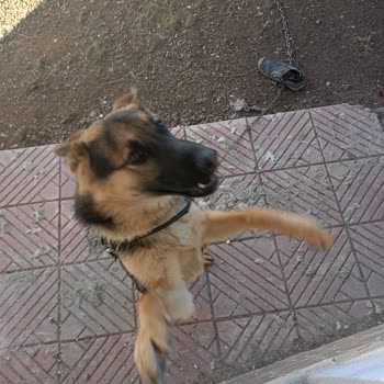 Polatlı Belediyesi Köpek Alınması Barınakta Polatlı