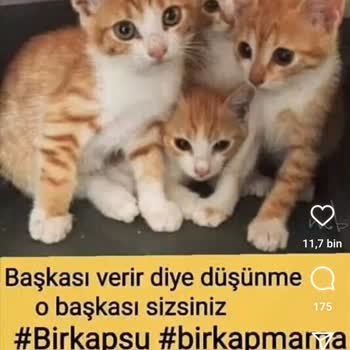 Bathy Acil Cevap Bekliyorum