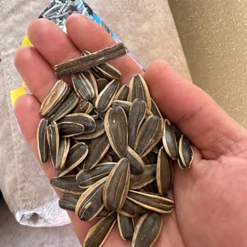 Migros'ta Satılan Tuzsuz Çekirdek Paketlerindeki Kalite Sorunları