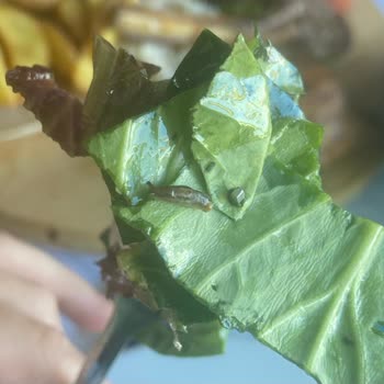 Yıldız Hisar Tesisleri Böcekli Salata Taşlı Köfte