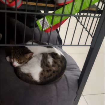 A101 Marketinde Kedi Skandalı