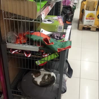 A101 Marketinde Kedi Skandalı