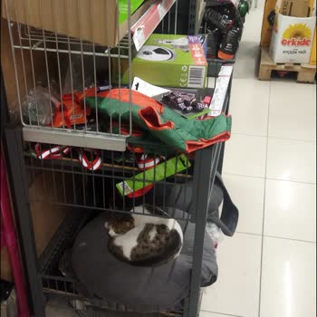 A101 Marketinde Kedi Skandalı