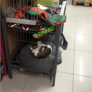 A101 Marketinde Kedi Skandalı