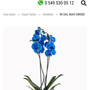 Trabzon Çiçekevi Paramızla Rezil Olduk