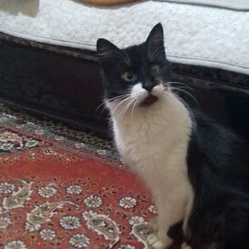 Kartal Belediyesi Nerede Bu Hayvanların Hakları?