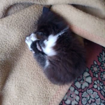 Kartal Belediyesi Nerede Bu Hayvanların Hakları?