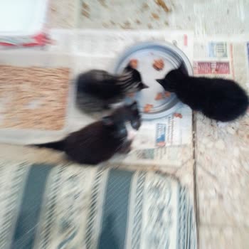 Kartal Belediyesi Nerede Bu Hayvanların Hakları?