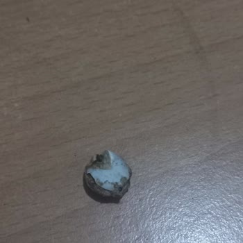 Simbat Kuruyemiş Çekirdekte Böcek Çıktı