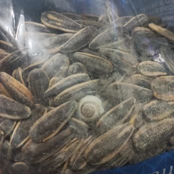 Simbat Kuruyemiş Çekirdekte Böcek Çıktı